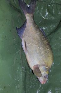 Common Bream