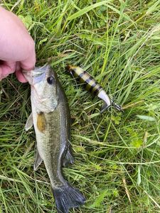 Largemouth Bass