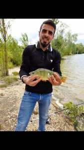 European Perch