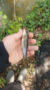 Gudgeon