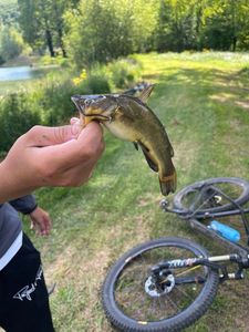 Black Bullhead