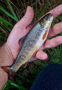Brown Trout