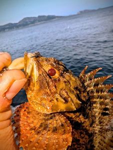 Brown Scorpionfish