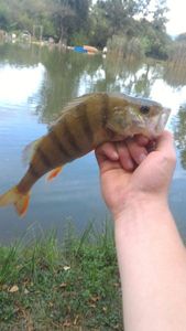 European Perch