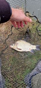 Crucian Carp
