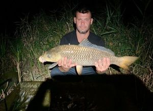 Common Carp