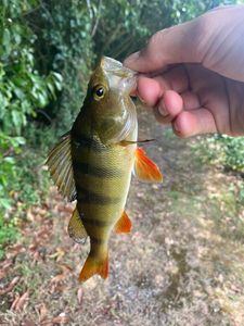 European Perch