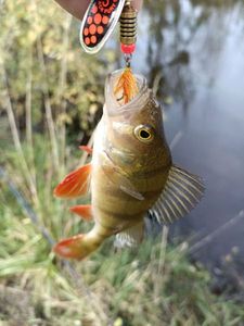 European Perch
