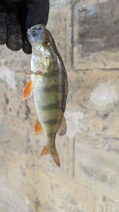 European Perch