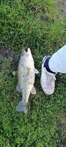 Largemouth Bass