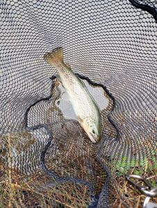 Rainbow Trout