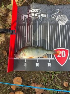 European Perch
