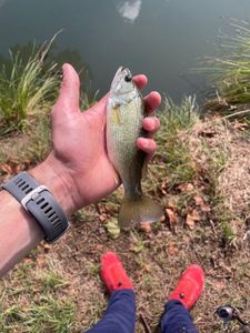 Largemouth Bass