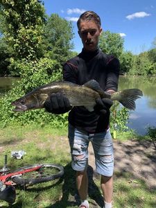 Zander