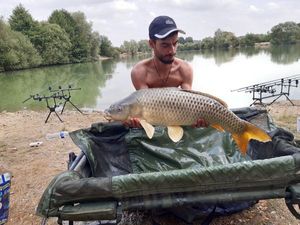 Common Carp