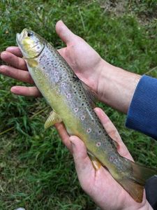 Brown Trout