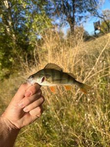 European Perch