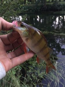 European Perch