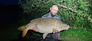 Common Carp