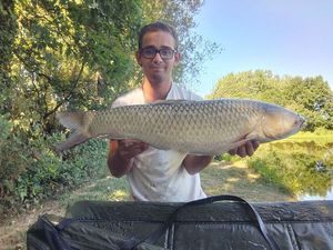 Grass Carp