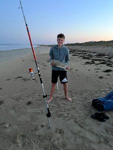European Bass (Seabass)