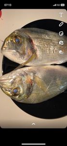 Gilthead Seabream