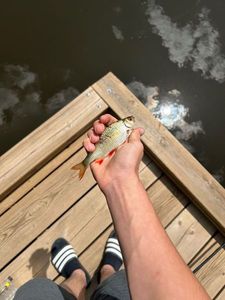 Roach
