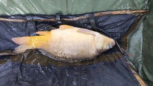 Mirror Carp