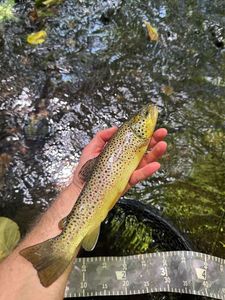 Brown Trout