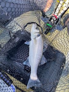 European Bass (Seabass)
