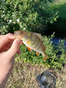 European Perch