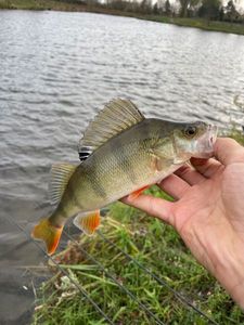 European Perch