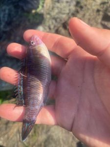 Rock cock wrasse