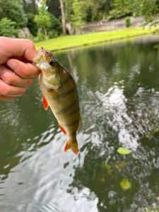 European Perch