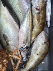 Cape Horse Mackerel