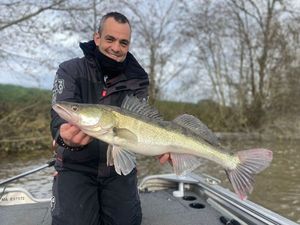 Zander