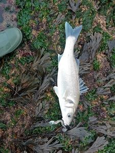 European Bass (Seabass)