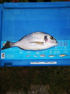 Gilthead Seabream