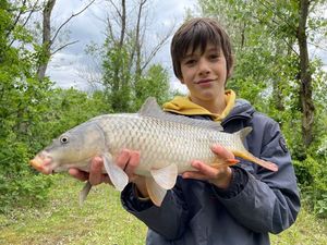 Common Carp