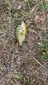 Green Sunfish