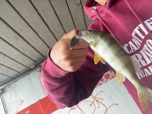 European Perch