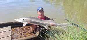 Sturgeon