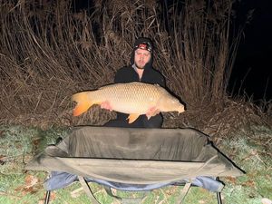 Common Carp