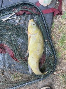 Tench