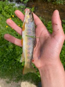 Brown Trout