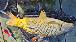 Common Carp