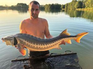 Lake Sturgeon