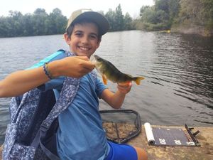 European Perch