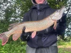 Northern Pike