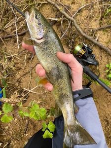 Brown Trout